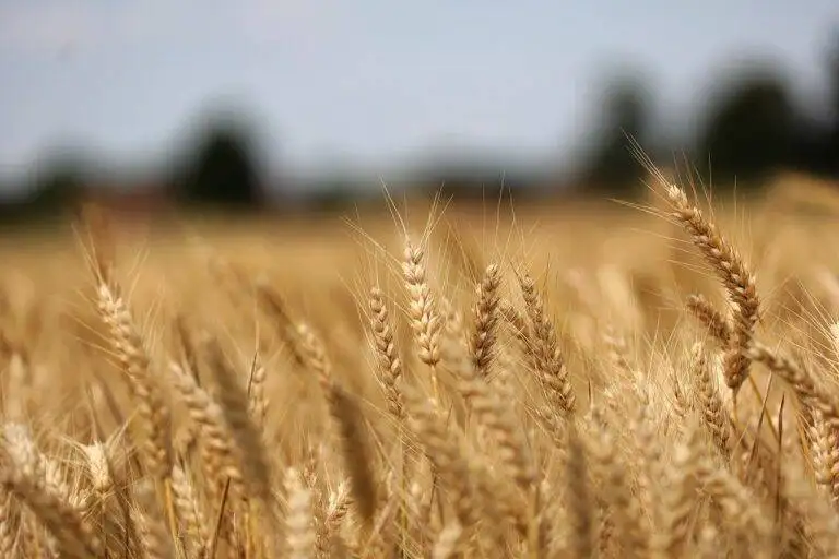 Innovative Food and Beverage Pairings